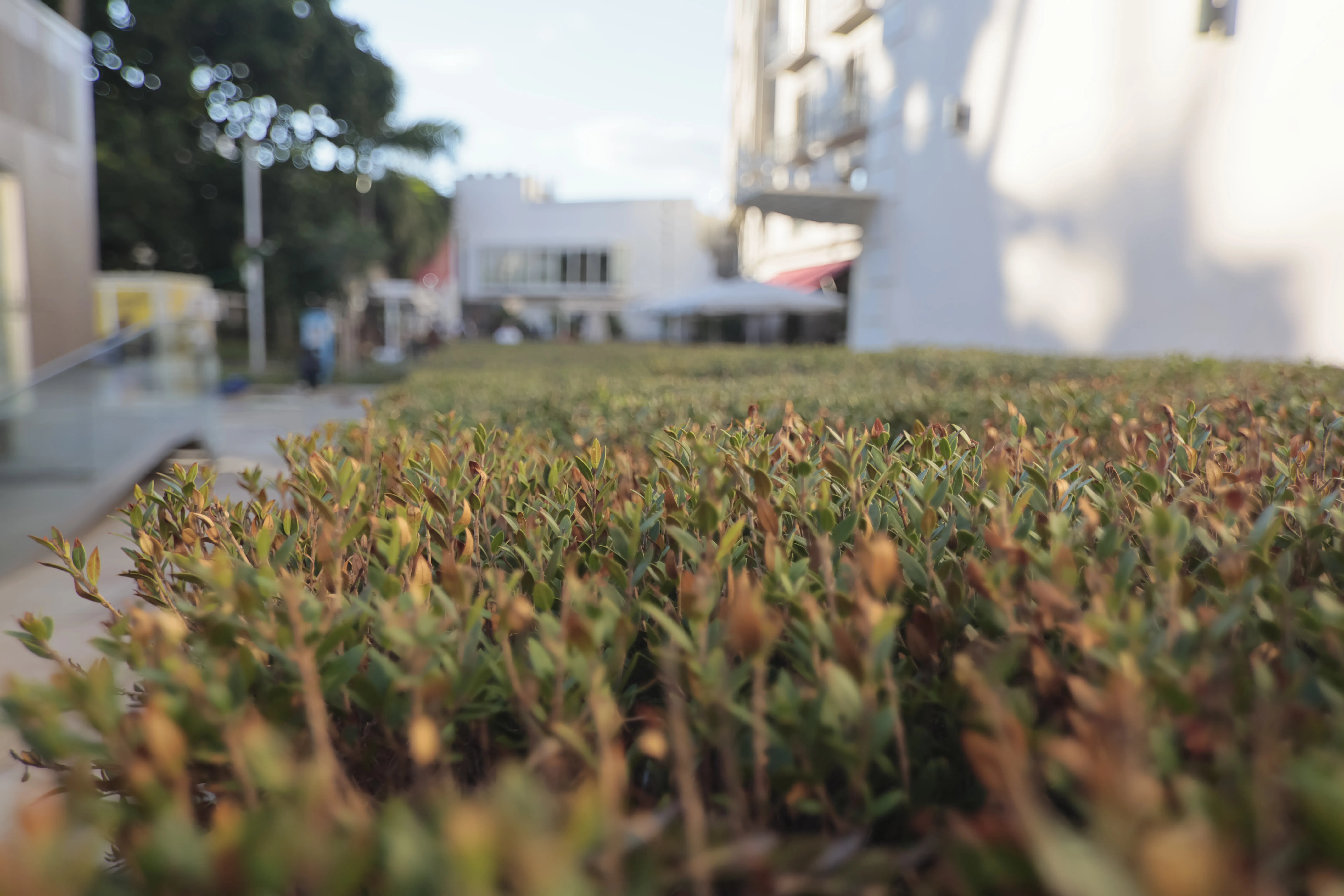 Tokina at-x 116 (EF) - _I4A1226.webp